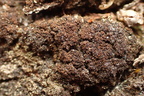 Placynthiella icmalea (Stift-skivelav)