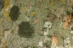 Pleurosticta acetabulum (Stor skållav)