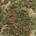 Pleurosticta acetabulum (Stor skållav)