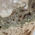 Porpidia crustulata (Liden bredskivelav)