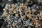 Pycnothelia papillaria (Blødvortet knoplav)