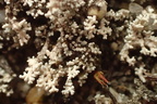 Stereocaulon condensatum (Lav korallav)