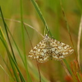 Åkandehalvmøl (Elophila nymphaeata)