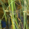 Fireplettet libel (Libellula quadrimaculata)