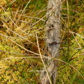 Nordisk Kærguldsmed (Leucorrhinia rubicunda) - male