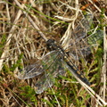 Nordisk Kærguldsmed (Leucorrhinia rubicunda) - female