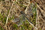 Nordisk Kærguldsmed (Leucorrhinia rubicunda) - female