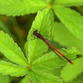Rød vandnymfe (Pyrrhosoma nymphula) - male