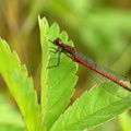 Rød vandnymfe (Pyrrhosoma nymphula) - male