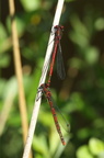 Rød vandnymfe (Pyrrhosoma nymphula) - parring