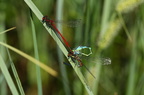 Rød vandnymfe (Pyrrhosoma nymphula) - parring