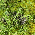 Kronhjort (Cervus elaphus) - ekskrementer