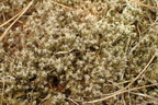 Racomitrium lanuginosum (Stor børstemos)