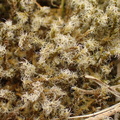 Racomitrium lanuginosum (Stor børstemos)