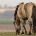 Hesteafgræsning - naturpleje ved Kasted Mose