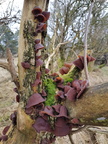 Almindelig Judasøre (Auricularia auricula-judae)
