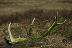 Krondyr (Cervus elaphus), gevir, kastestang