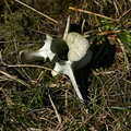 Krondyr (Cervus elaphus), ryghvirvel