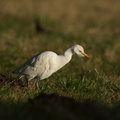 Kohejre (Bubulcus ibis)