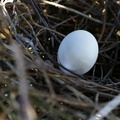 Ringdue (Columba palumbus) - æg i rede