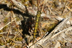Stor blåpil (Ortherum cancellatum) - female