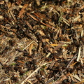 Rød Skovmyre (Formica rufa)