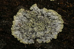 Lepraria membranacea (Bredfliget støvlav)