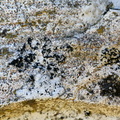 Opegrapha calcarea (Kalk-Bogstavlav)