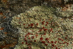 Ophioparma ventosa (Fjeld-blodøjelav)