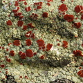 Ophioparma ventosa (Fjeld-blodøjelav)