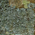 Parmelia ernstiae (Rimstift-skållav)