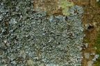 Parmelia ernstiae (Rimstift-skållav)