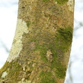 Pyrenula nitida (Glinsende kernelav)