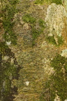 Pyrenula nitida (Glinsende kernelav)