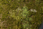 Ropalospora viridis (Hvidrandet grønskorpe)