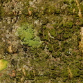 Ropalospora viridis (Hvidrandet grønskorpe)