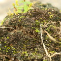 Scytinium pulvinatum (Syn. Leptogium pulvinatum)