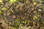 Scytinium pulvinatum (Syn. Leptogium pulvinatum)
