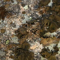 Umbilicaria hyperborea (Nordisk navlelav)