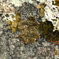 Umbilicaria hyperborea (Nordisk navlelav)