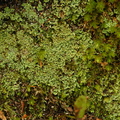 Cladonia caespiticia (Tæppe-bægerlav)