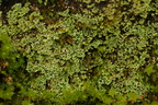 Cladonia caespiticia (Tæppe-bægerlav)