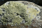 Lecanora sulphurea (Svovlgul Kantskivelav)
