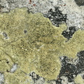 Lecanora sulphurea (Svovlgul Kantskivelav)