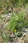 Tephroseris integrifolia (Bakke-fnokurt)