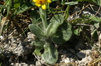 Tephroseris integrifolia (Bakke-fnokurt)