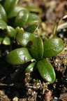 Arctostaphylos uva-ursi (Hede-melbærris)