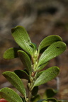 Arctostaphylos uva-ursi (Hede-melbærris)