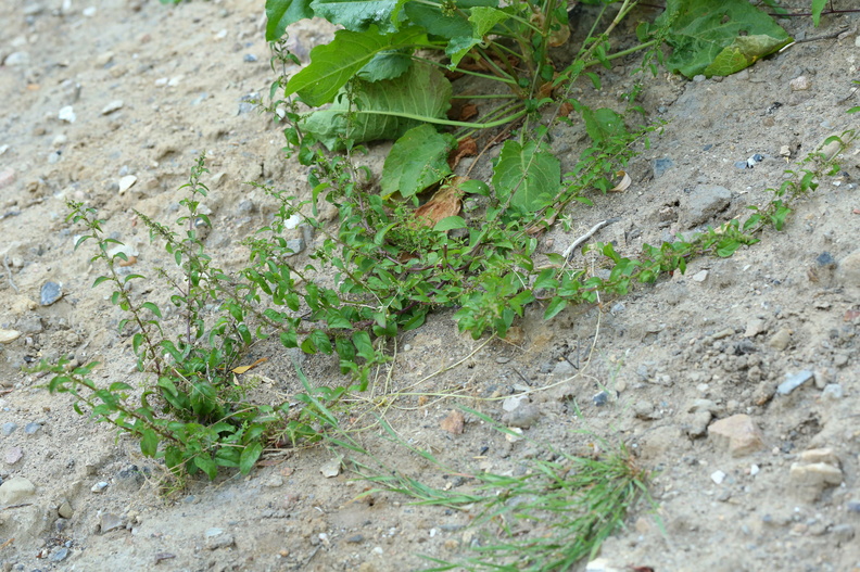 Chenopodium polyspermum_Mangefroeet Gaasefod_18072018_Slesvig_077.JPG
