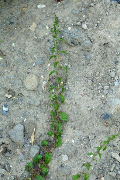 Chenopodium polyspermum_Mangefroeet Gaasefod_18072018_Slesvig_078.JPG